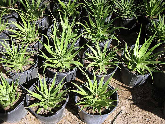 Agave bracteosa Spider agave